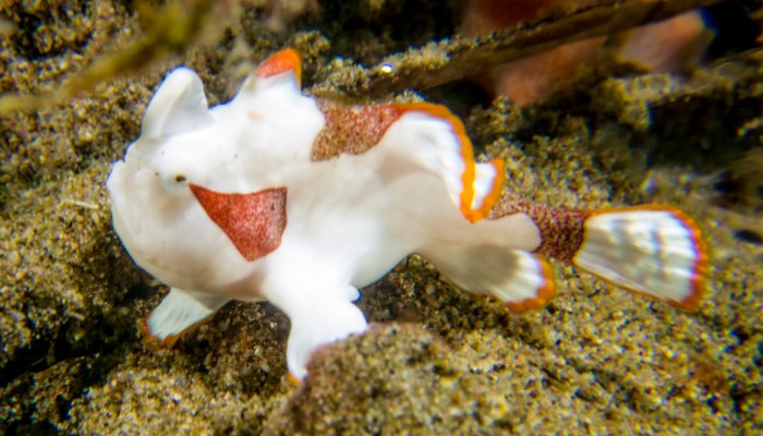 Baby White Warty Frogfish